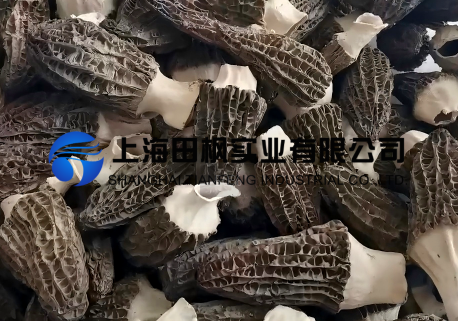 羊肚菌凍干：食用菌凍干技術(shù)原理流程