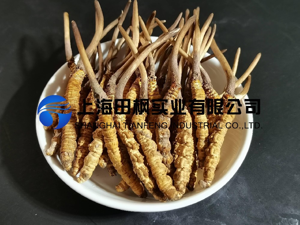 冬蟲夏草凍干：中藥材真空冷凍干燥機(jī)應(yīng)用案例