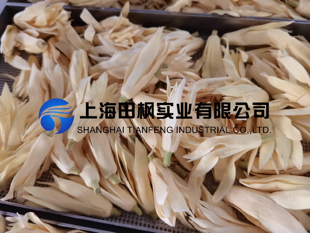 白玉蘭凍干，鮮花凍干機(jī)應(yīng)用于白玉蘭真空冷凍干燥
